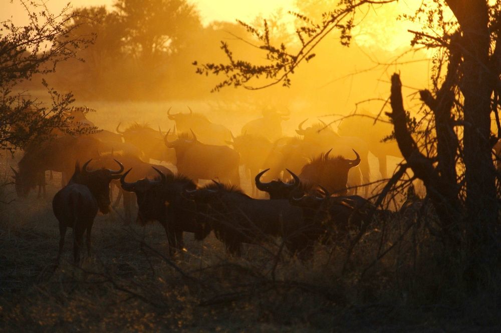 The Hide Safari Camp Ξενοδοχείο Dete Εξωτερικό φωτογραφία